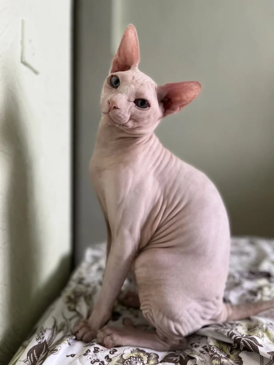 Kanadskiy sfinks ishtet koshechku dlya vyazki (Канадский сфинкс ищет кошечку для вязки), Mixed Breed (Kotyata Darom)