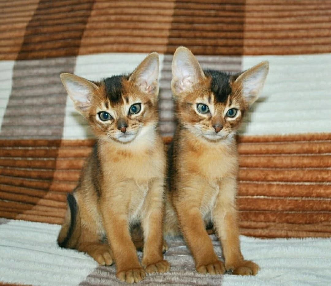Abissinskie kotyata (Абиссинские котята), Mixed Breed (Kotyata Darom)