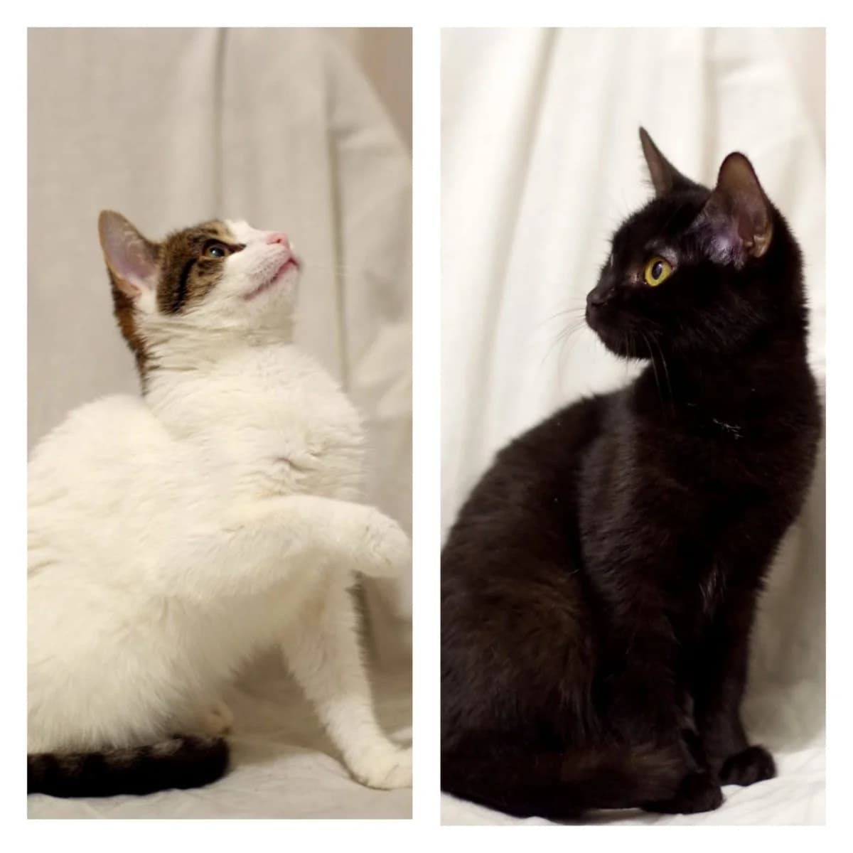 Koshki 5 mesyatsev (Кошки 5 месяцев), Mixed Breed (Kotyata Darom)