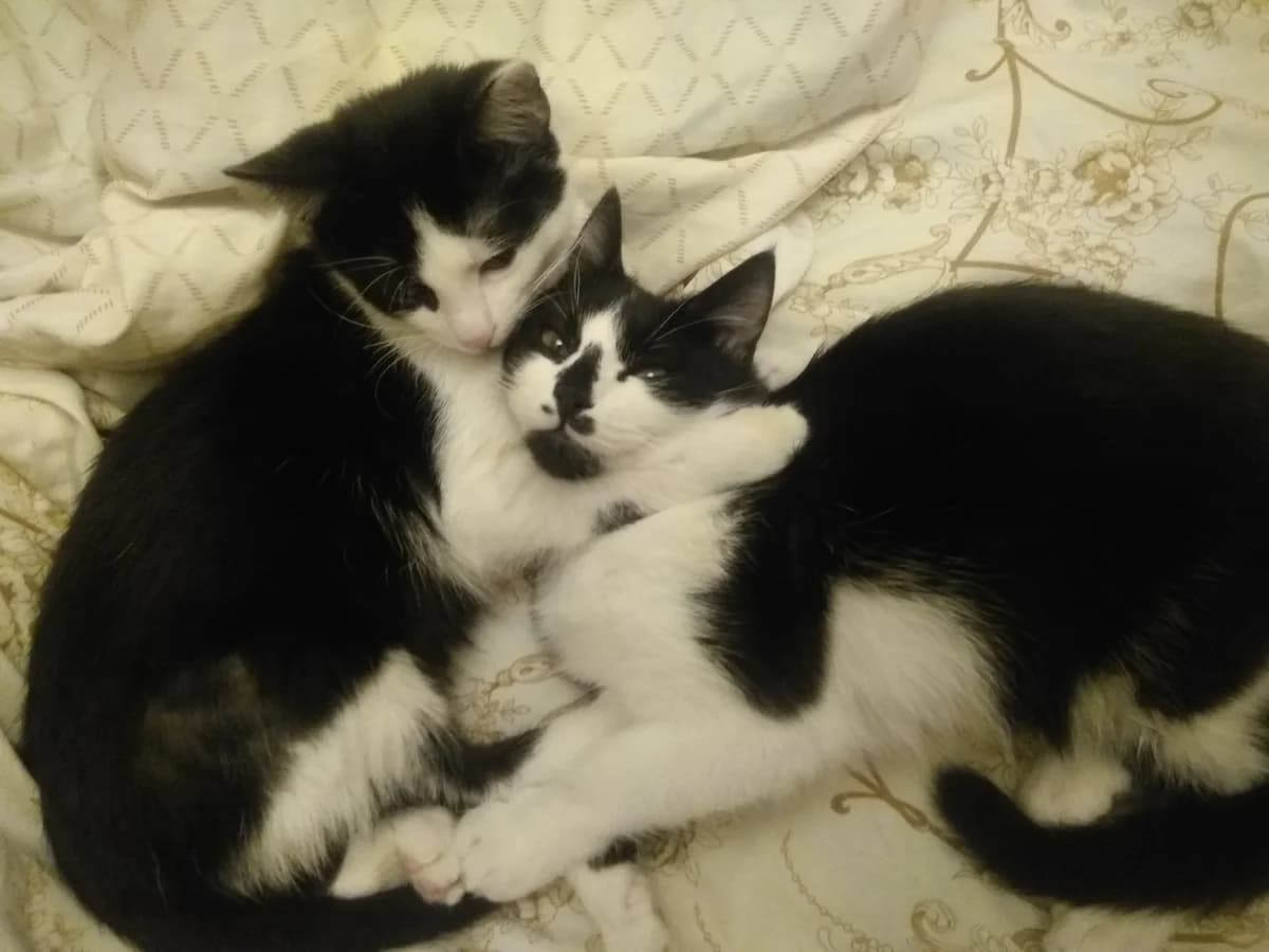 Kotyata besplatno v khoroshie ruki (Котята бесплатно в хорошие руки), Mixed Breed (Kotyata Darom)