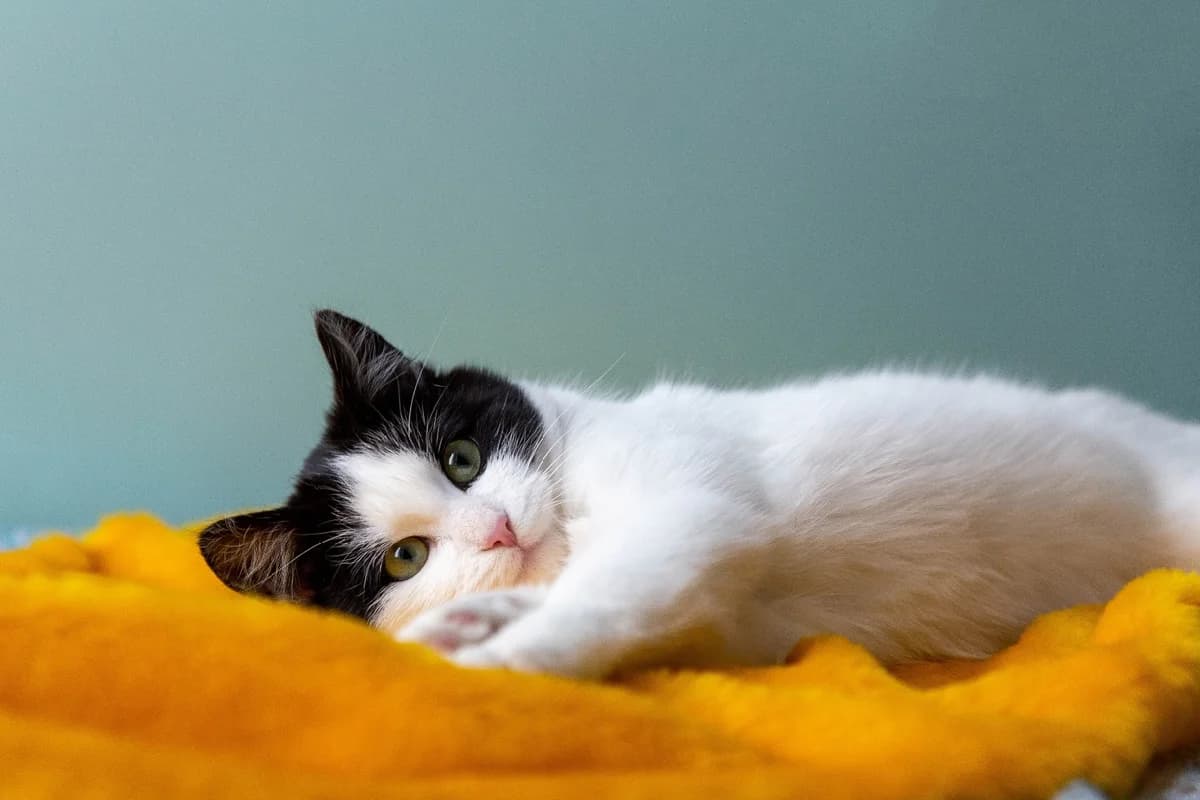 Kotёnok Ostin (Котёнок Остин), Mixed Breed (Kotyata Darom)