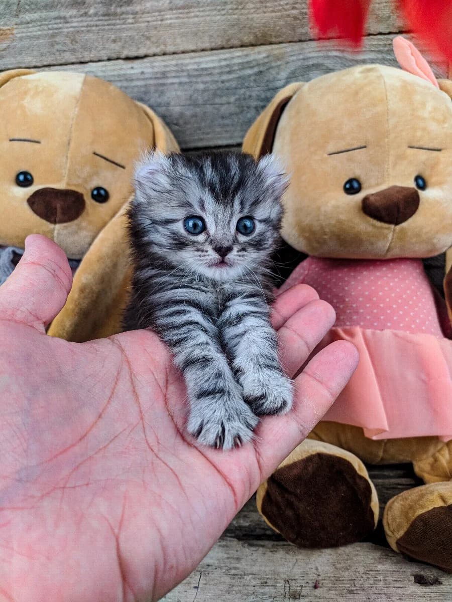 Kotyata Amerikanskiy kёrl (Котята Американский кёрл), Mixed Breed (Kotyata Darom)