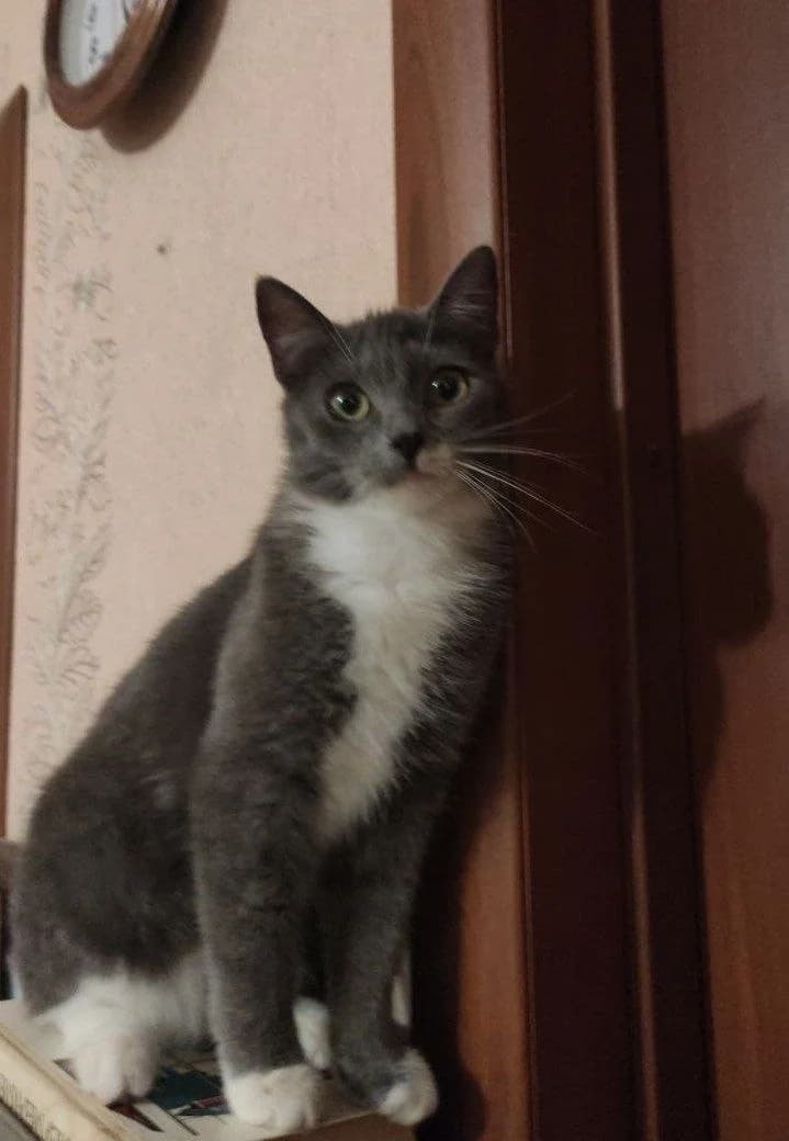 Milaya koshechka v dar (Милая кошечка в дар), Mixed Breed (Kotyata Darom)
