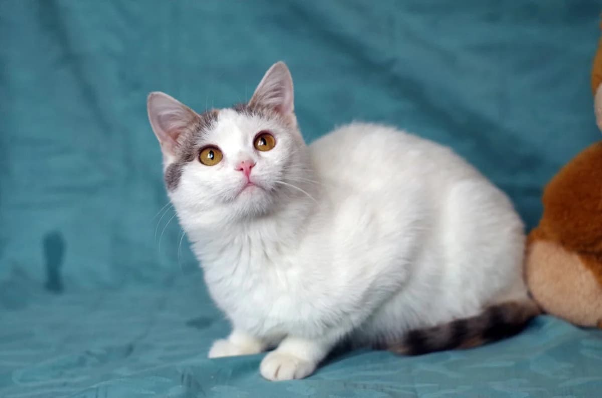 Kotenok Marta v dobrye i zabotlivye ruki (Котенок Марта в добрые и заботливые руки), Mixed Breed (Kotyata Darom)