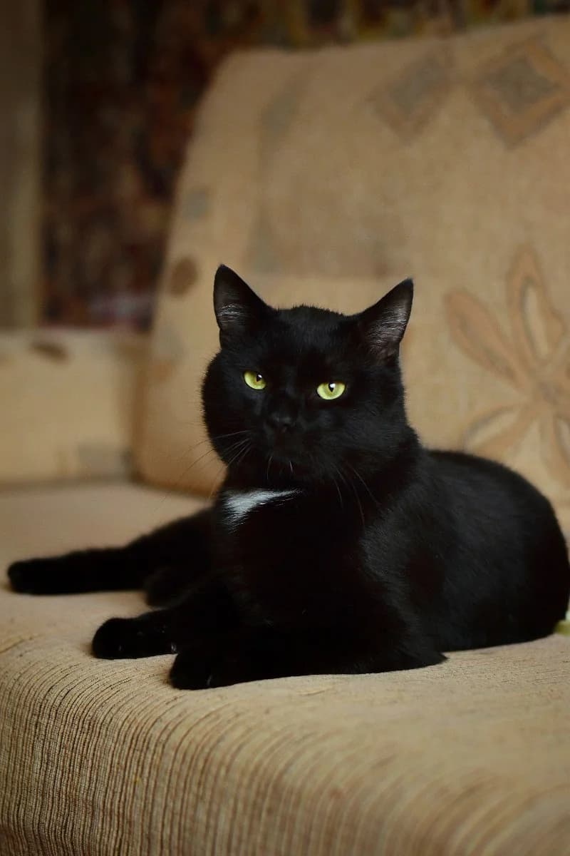 Kasper - laskovyy kotik v dar (Каспер - ласковый котик в дар), Mixed Breed (Kotyata Darom)