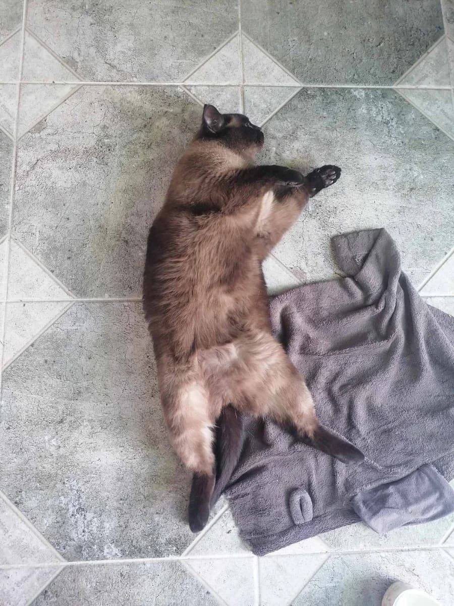 Kot Maksim 7 let (Кот Максим 7 лет), Mixed Breed (Kotyata Darom)