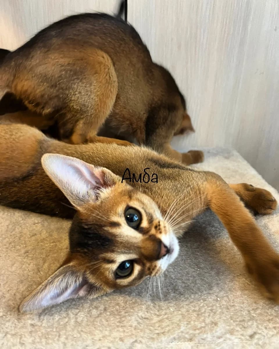 Abissinskie kotyata (Абиссинские котята), Mixed Breed (Kotyata Darom)