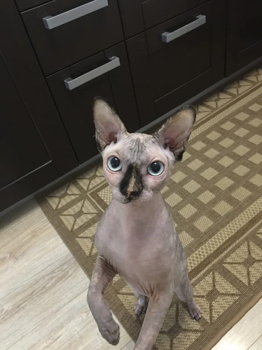 Koshka,kanadskiy sfinks (Кошка,канадский сфинкс), Mixed Breed (Kotyata Darom)
