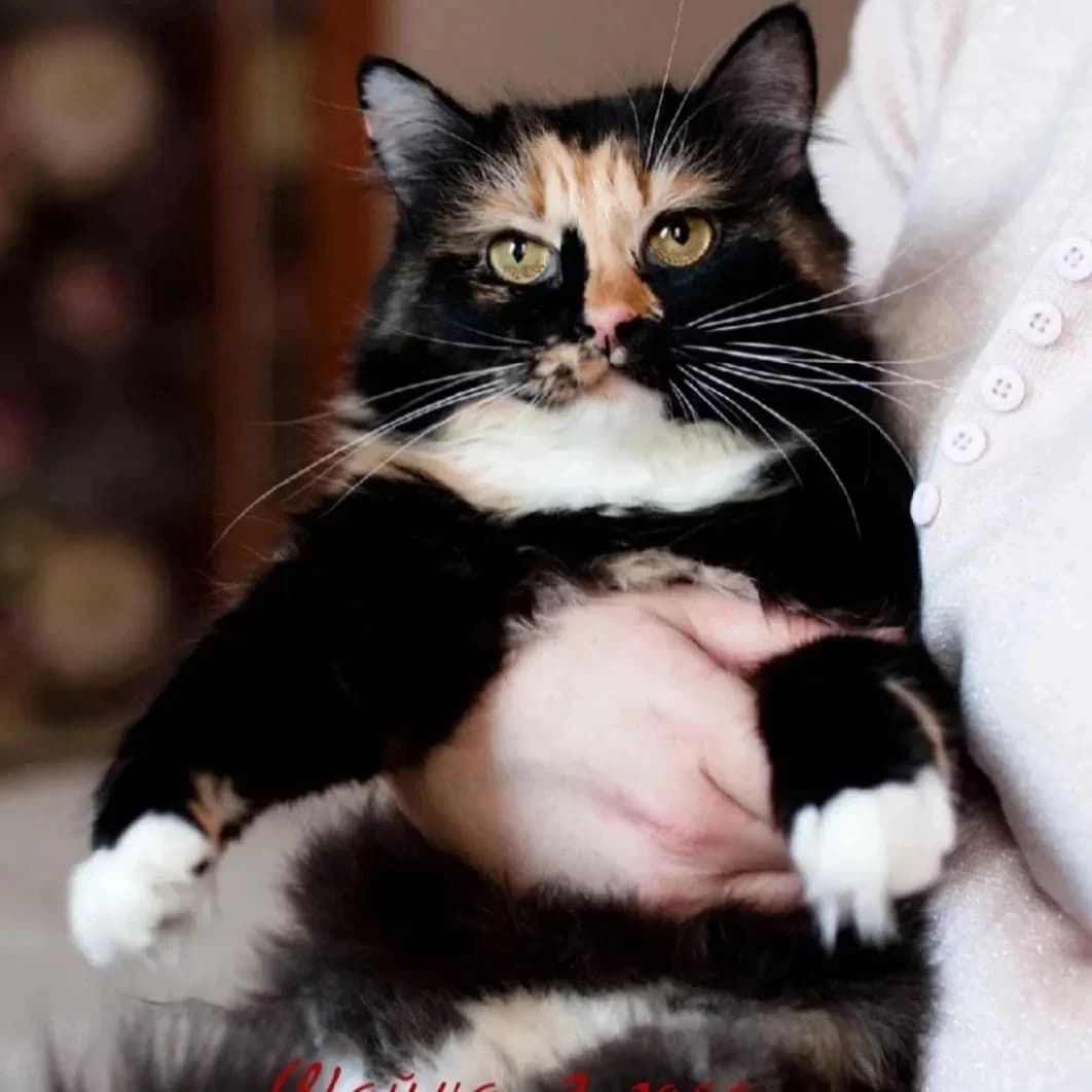 Trekhtsvetka v dar (Трехцветка в дар), Mixed Breed (Kotyata Darom)