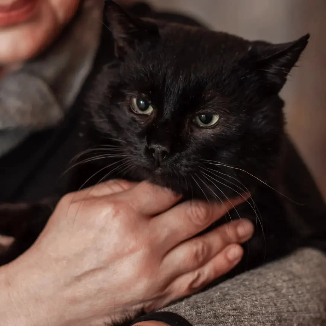 Shikarnyy kotik v dobrye ruki (Шикарный котик в добрые руки), Mixed Breed (Kotyata Darom)