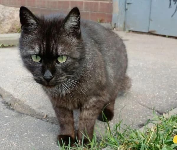 Ishtet dobrye ruki koshechka (Ищет добрые руки кошечка), Mixed Breed (Kotyata Darom)