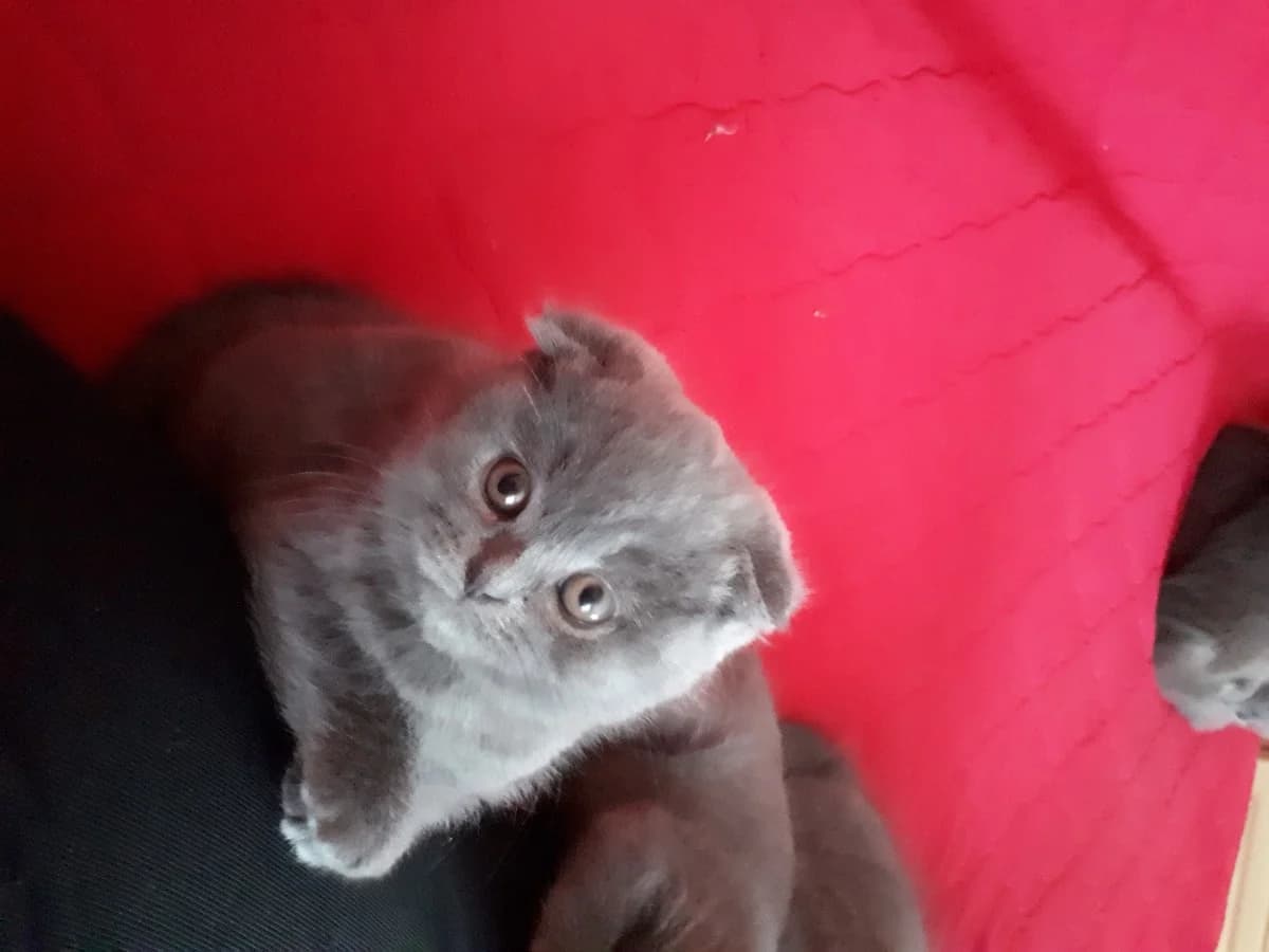 Prodam kotyat britantsev (Продам котят британцев), Mixed Breed (Kotyata Darom)