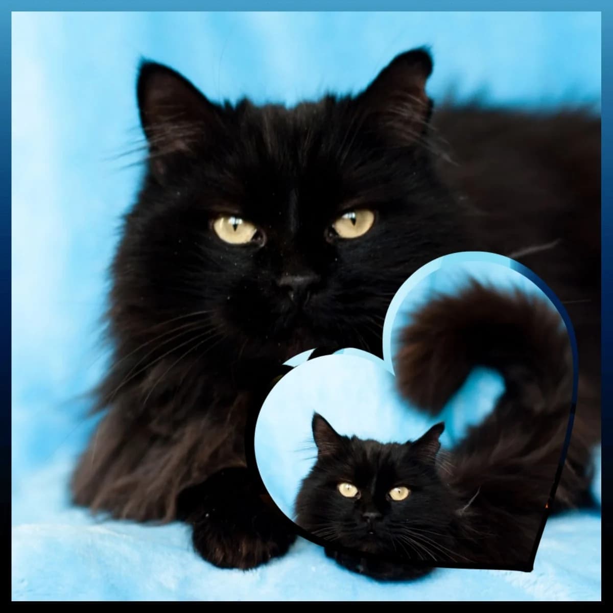 Koshechki i kotyata besplatno (Кошечки и котята бесплатно), Mixed Breed (Kotyata Darom)