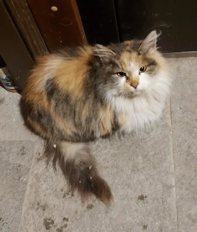 3-kh tsvetnaya koshka ishtet dom (3-х цветная кошка ищет дом), Mixed Breed (Kotyata Darom)