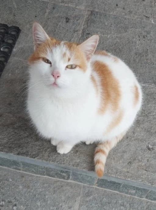 Koshka Ruzha ishtet dobrykh khozyaev (Кошка Ружа ищет добрых хозяев), Mixed Breed (Kotyata Darom)