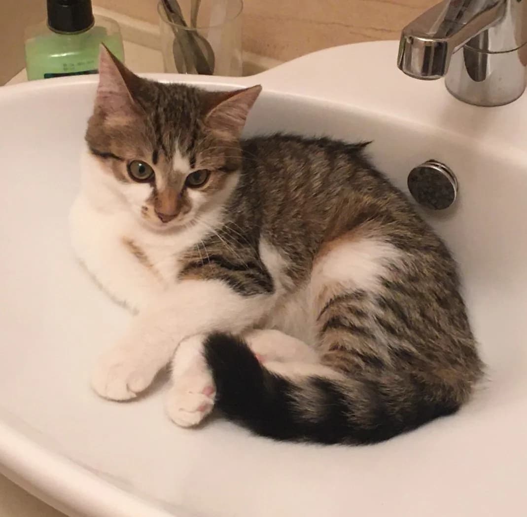 5-meschnye kotyata ishtut dom (5-месчные котята ищут дом), Mixed Breed (Kotyata Darom)