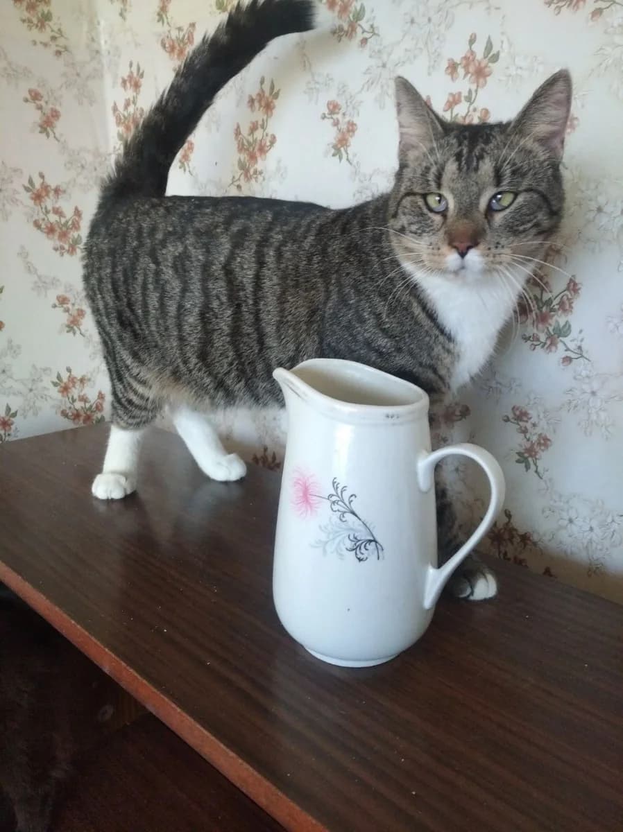 Ishtem dom dlya Barsika (Ищем дом для Барсика), Mixed Breed (Kotyata Darom)