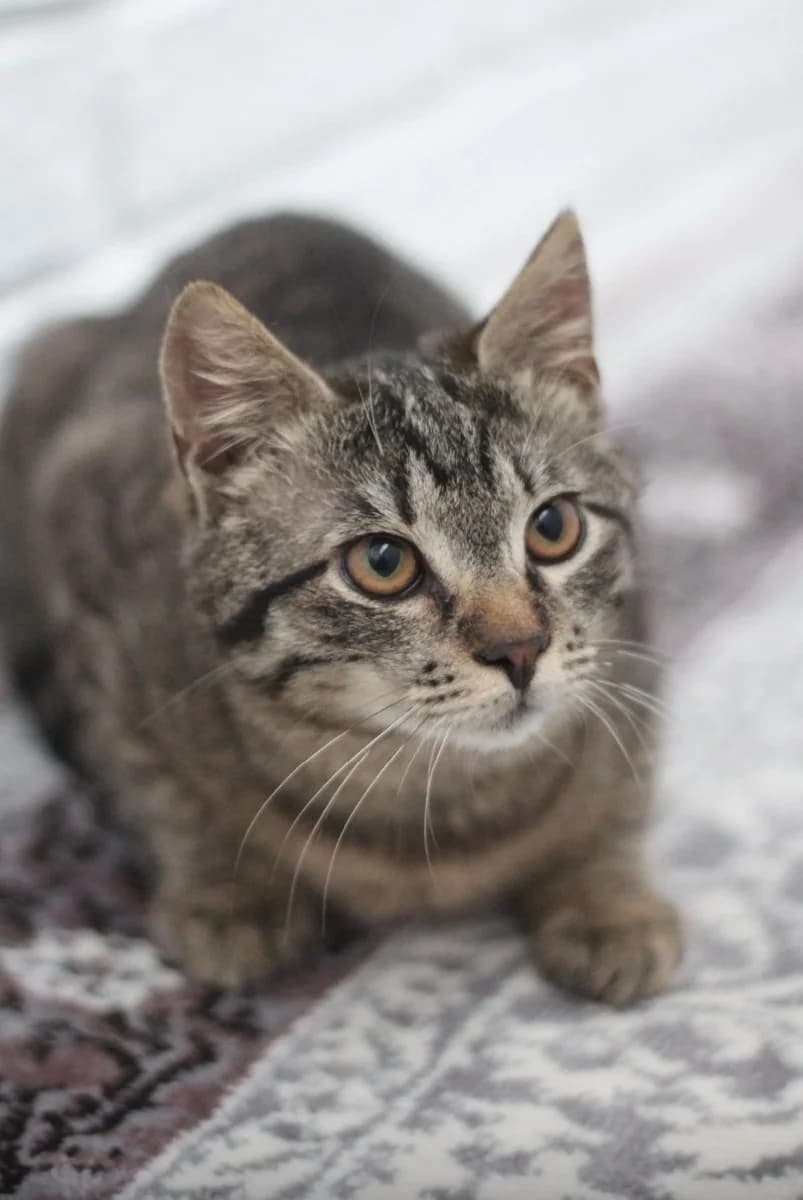 Milyy Malysh v poiske doma (Милый Малыш в поиске дома), Mixed Breed (Kotyata Darom)