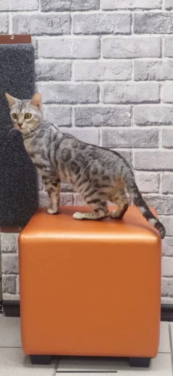 Prodayu bengalskuyu koshku (Продаю бенгальскую кошку), Mixed Breed (Kotyata Darom)