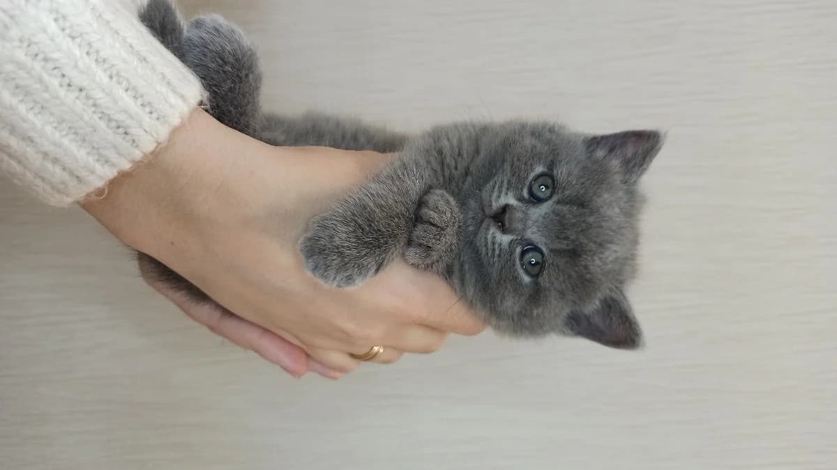 Kotyata britantsy (Котята британцы), Mixed Breed (Kotyata Darom)