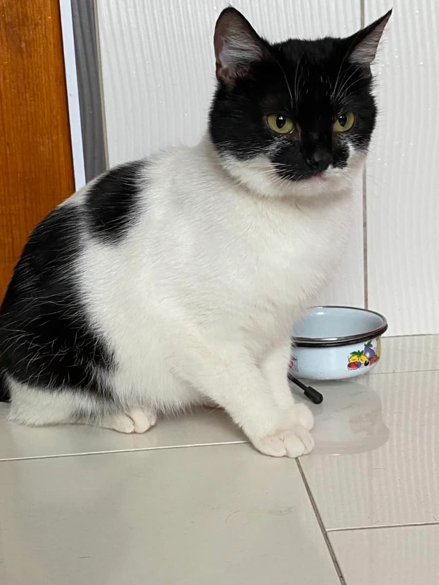 Molodaya koshechka v dar (Молодая кошечка в дар), Mixed Breed (Kotyata Darom)