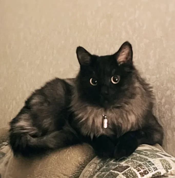 Kot 1,5 goda darom (Кот 1,5 года даром), Mixed Breed (Kotyata Darom)