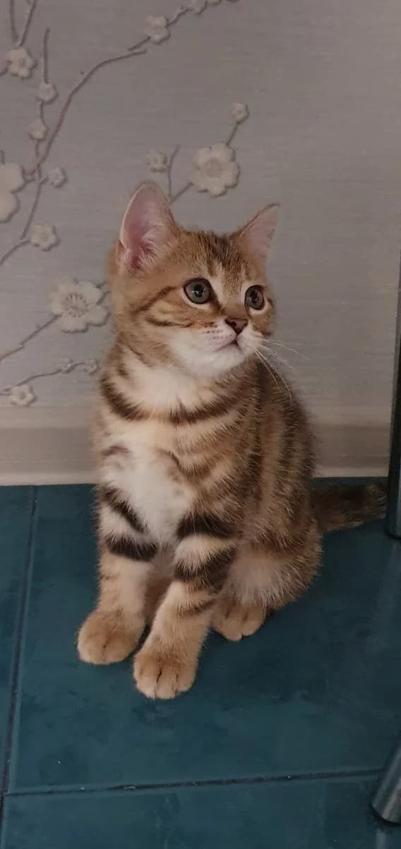 Shotlandskie Kotyata (Шотландские Котята), Mixed Breed (Kotyata Darom)