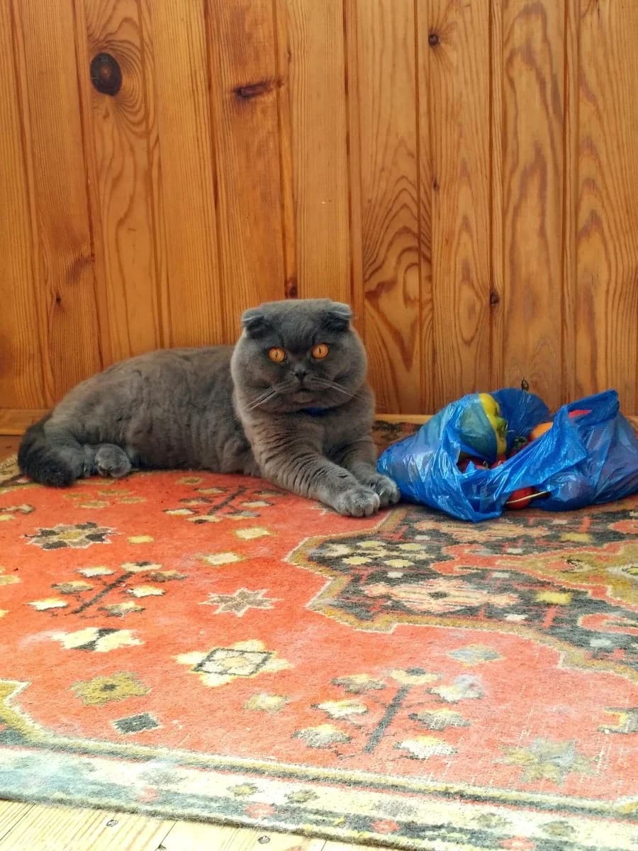 Kotik v dobrye ruki (Котик в добрые руки), Mixed Breed (Kotyata Darom)