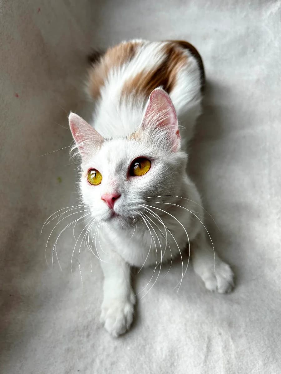 Mificheskaya koshka Elza 10 mes sterilizovana privita (Мифическая кошка Эльза 10 мес стерилизована п, Mixed Breed (Kotyata Darom)