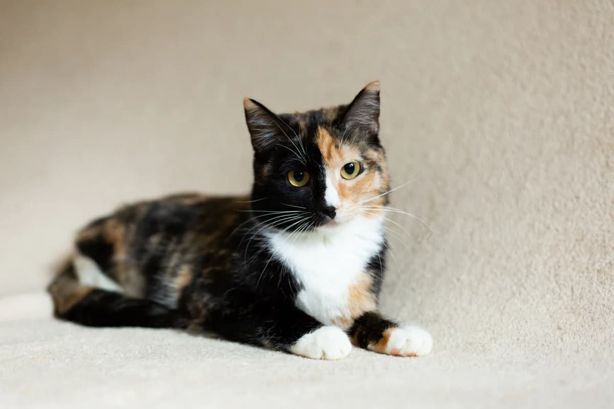 Koshka Sara 1,5 goda sterilizovana (Кошка Сара 1,5 года стерилизована), Mixed Breed (Kotyata Darom)