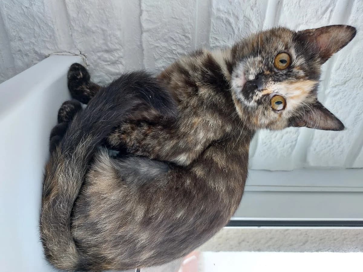 Chudnaya Eva v poiske Doma (Чудная Ева в поиске Дома), Mixed Breed (Kotyata Darom)