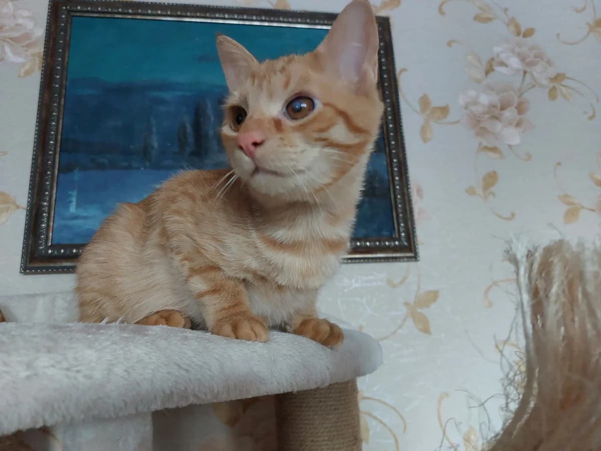 Solnechnyy Ryzhik 6.5 mesyatsev. Kostrirovan (Солнечный Рыжик 6.5 месяцев. Кострирован), Mixed Breed (Kotyata Darom)