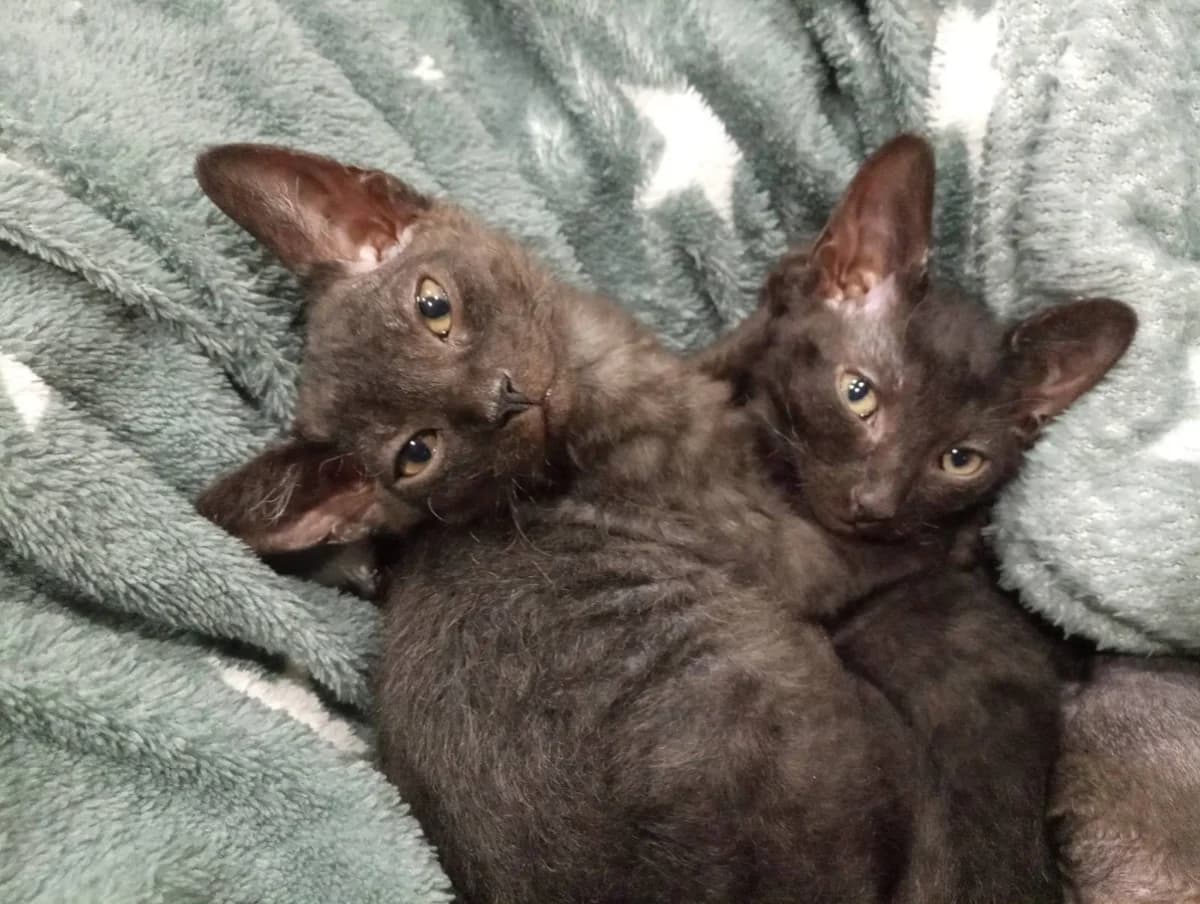 Kotyata. Malchik i devochka (Котята. Мальчик и девочка), Mixed Breed (Kotyata Darom)
