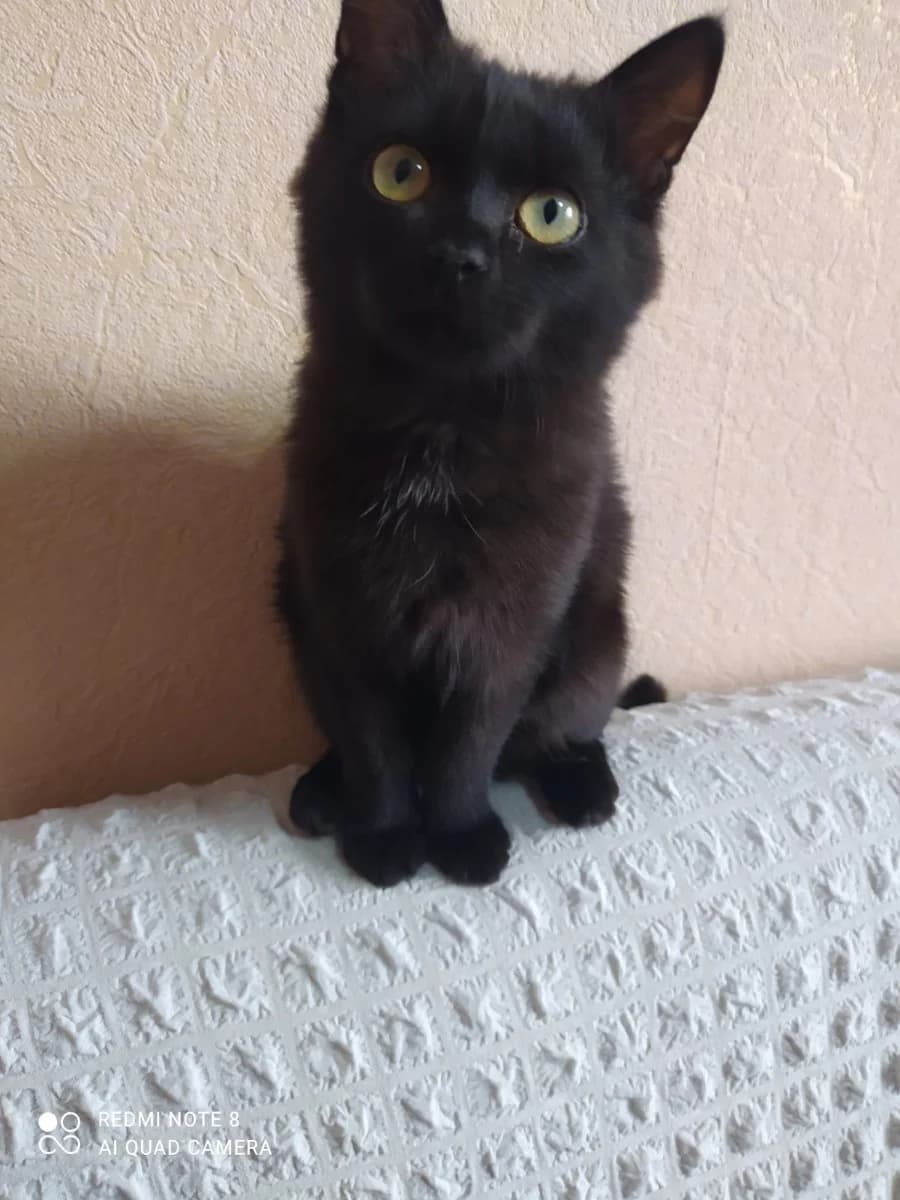 Kotenok v dobrye ruki (Котенок в добрые руки), Mixed Breed (Kotyata Darom)