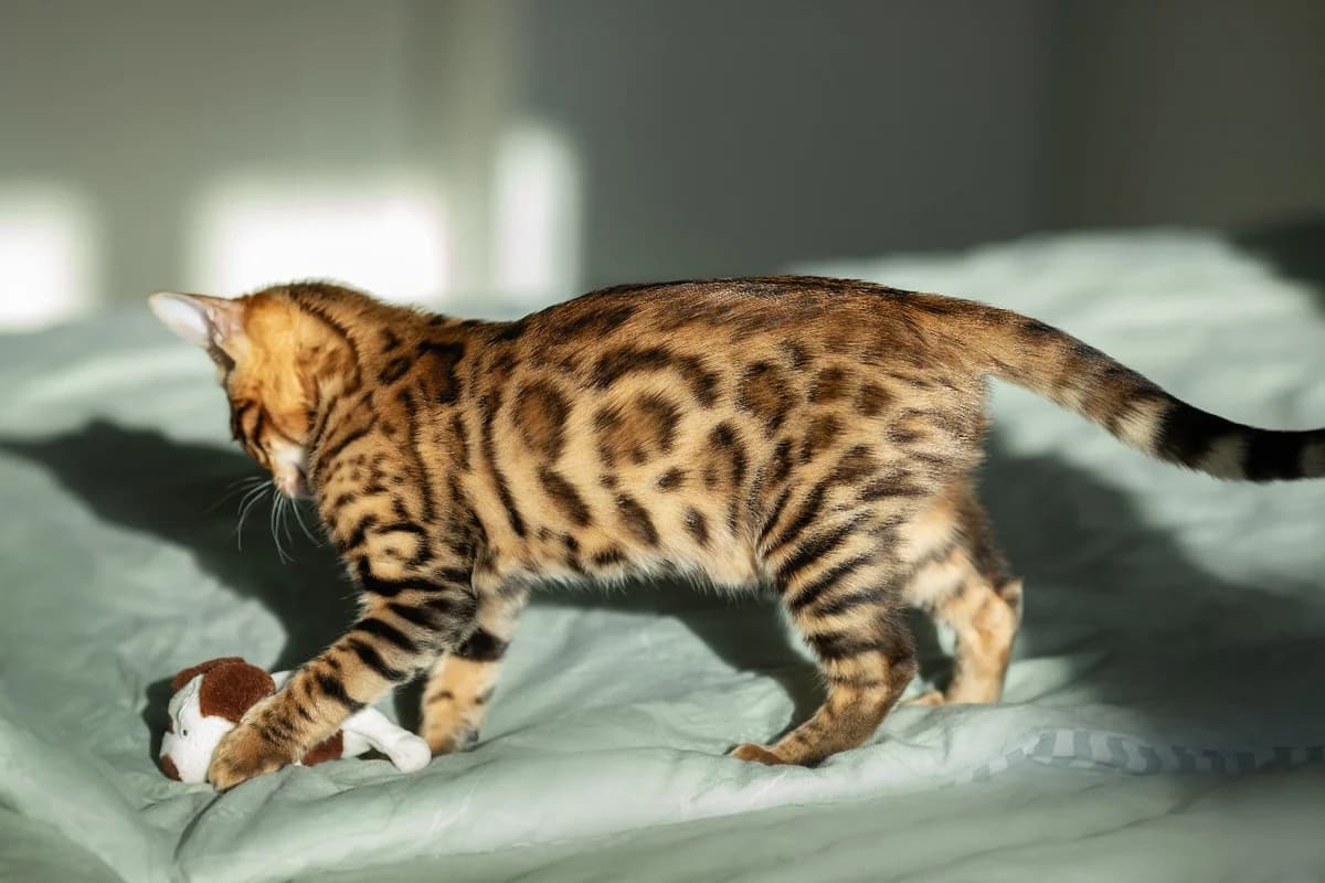 Bengalskie kotyata shikarnykh okrasov ot luchshikh predstaviteley porody (Бенгальские котята шикарны, Mixed Breed (Kotyata Darom)