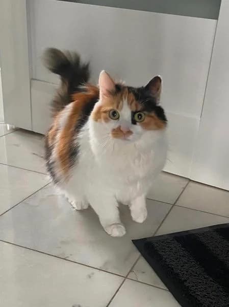 Markiza ishtet dom (Маркиза ищет дом), Mixed Breed (Kotyata Darom)