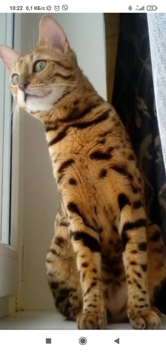 Bengalka v dar (Бенгалка в дар), Mixed Breed (Kotyata Darom)