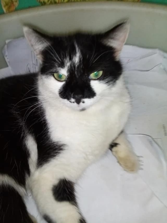 Koshechka ishtet dom (Кошечка ищет дом), Mixed Breed (Kotyata Darom)