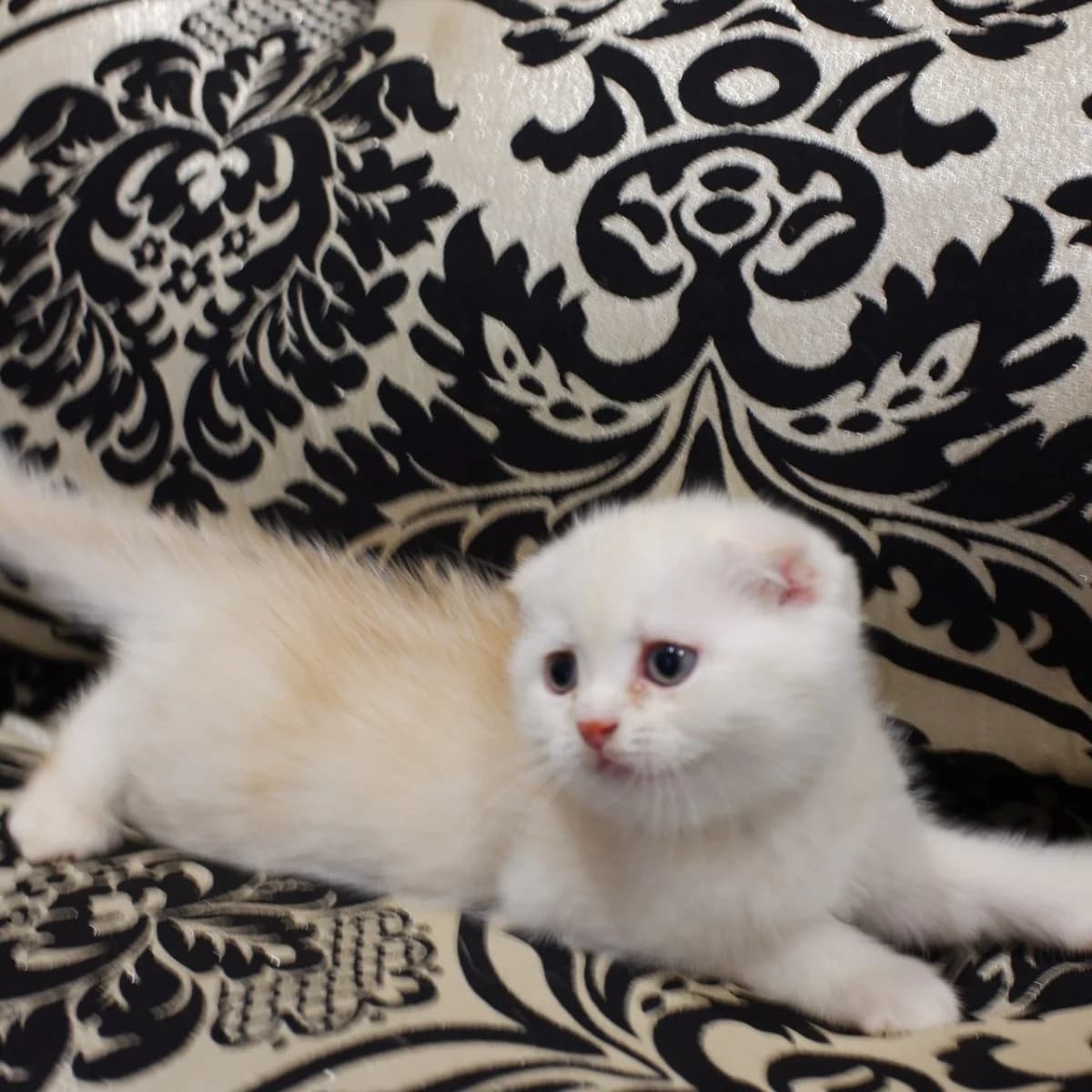 Katyata shtotlandtsy (Катята щотландцы), Mixed Breed (Kotyata Darom)