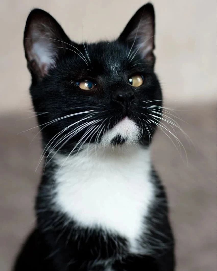 Kotik v dar (Котик в дар), Mixed Breed (Kotyata Darom)