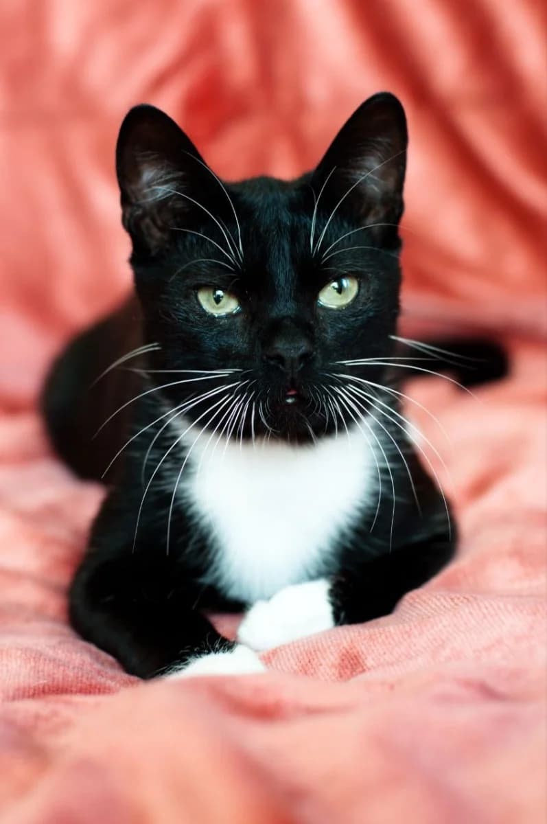 Kot v dobrye ruki (Кот в добрые руки), Mixed Breed (Kotyata Darom)