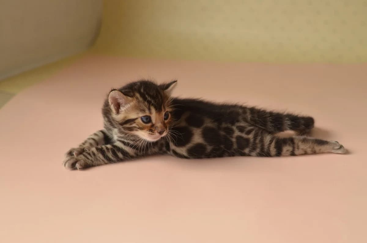 Bengalskie kotyata (Бенгальские котята), Mixed Breed (Kotyata Darom)