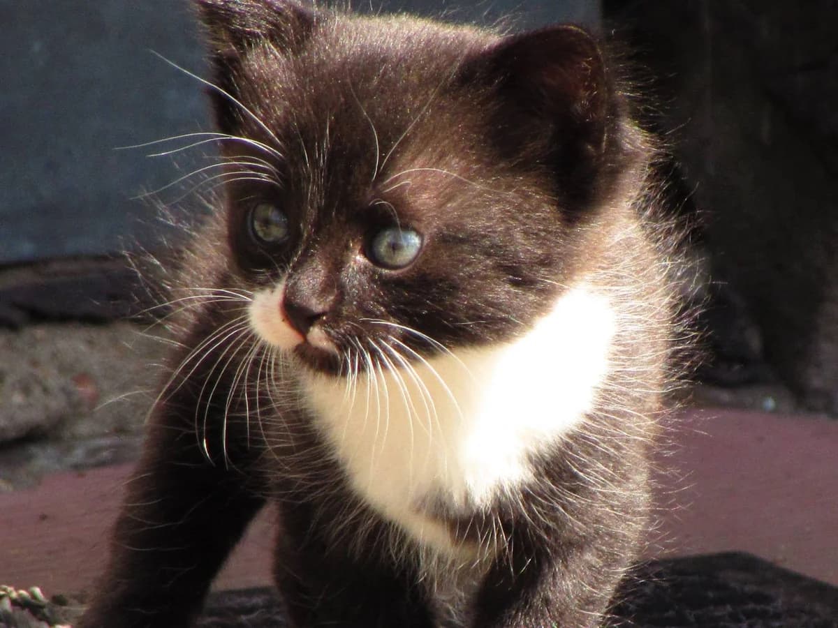 Kotenok (Котенок), Mixed Breed (Kotyata Darom)