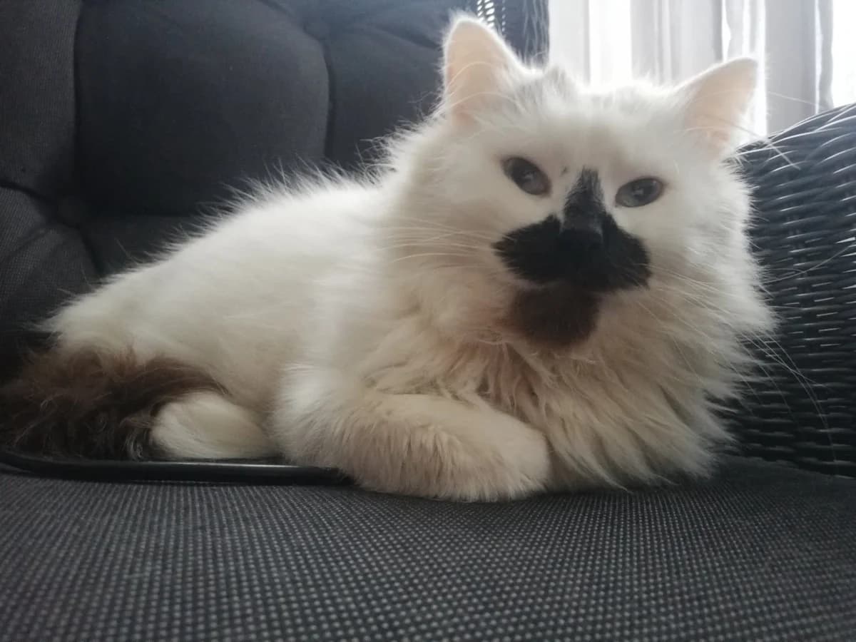 Trёkhtsvetnyy kot v dar (Трёхцветный кот в дар), Mixed Breed (Kotyata Darom)
