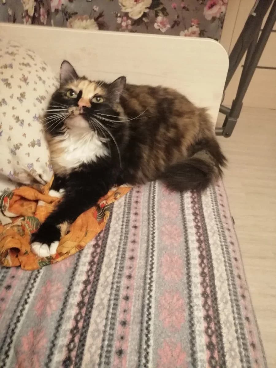 Trekhtsvetnaya koshka v dar (Трехцветная кошка в дар), Mixed Breed (Kotyata Darom)