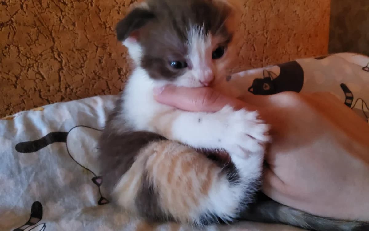 Shotlandskaya visloukhaya skottish-fold devochka (Шотландская вислоухая скоттиш-фолд девочка), Mixed Breed (Kotyata Darom)