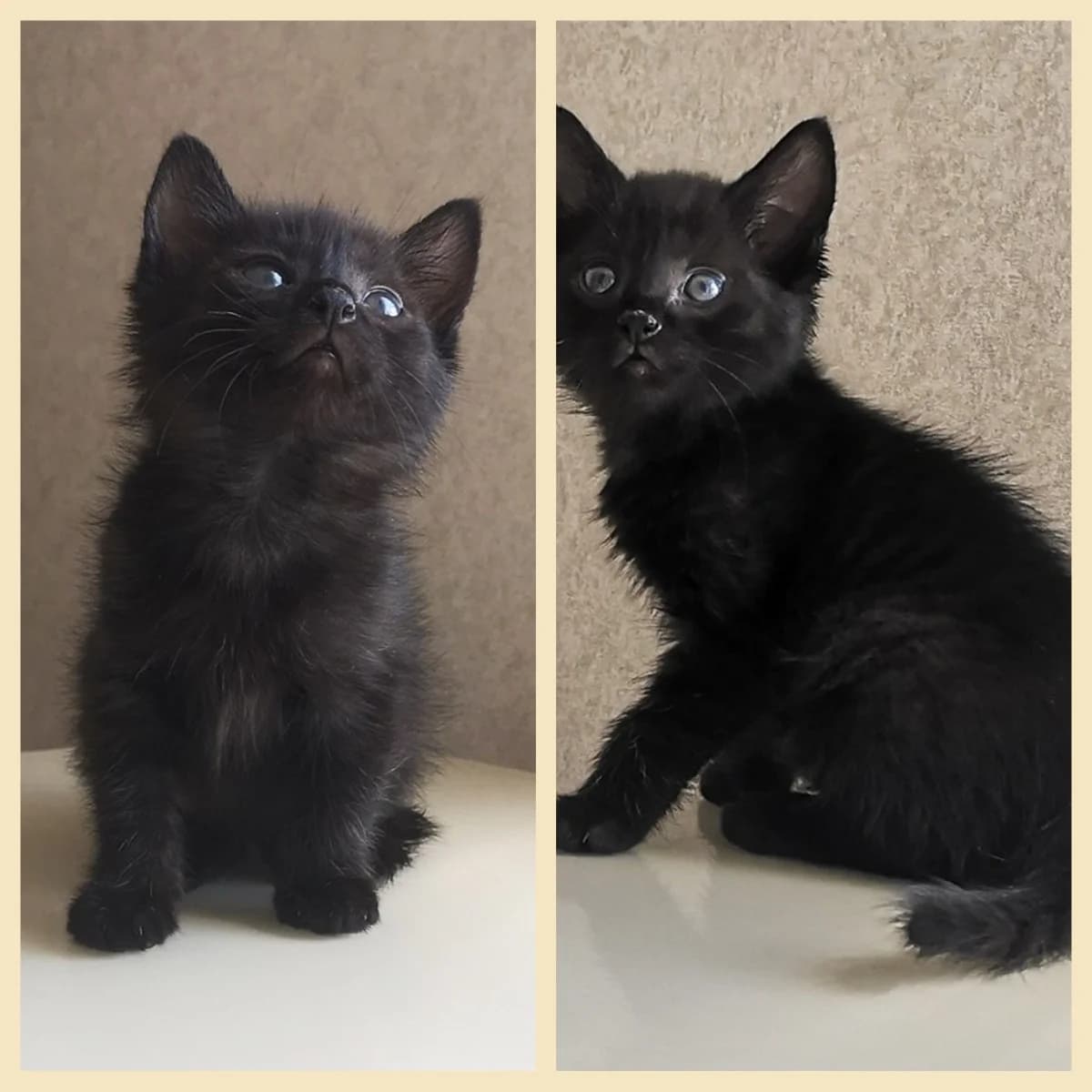 Kotyata besplatno (Котята бесплатно), Mixed Breed (Kotyata Darom)