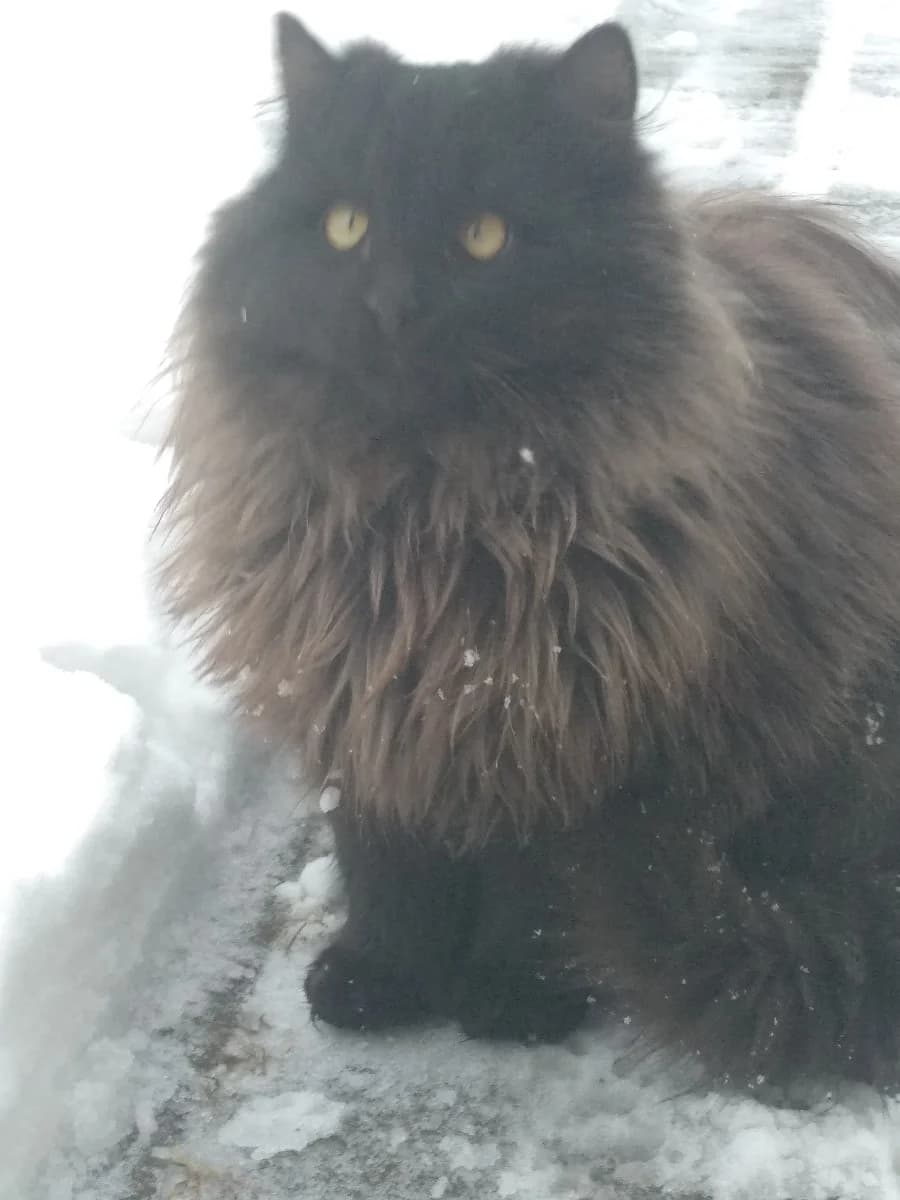 Bolshie dlinnosherstnye kotyata v dar besplatno (Большие длинношерстные котята в дар бесплатно), Mixed Breed (Kotyata Darom)
