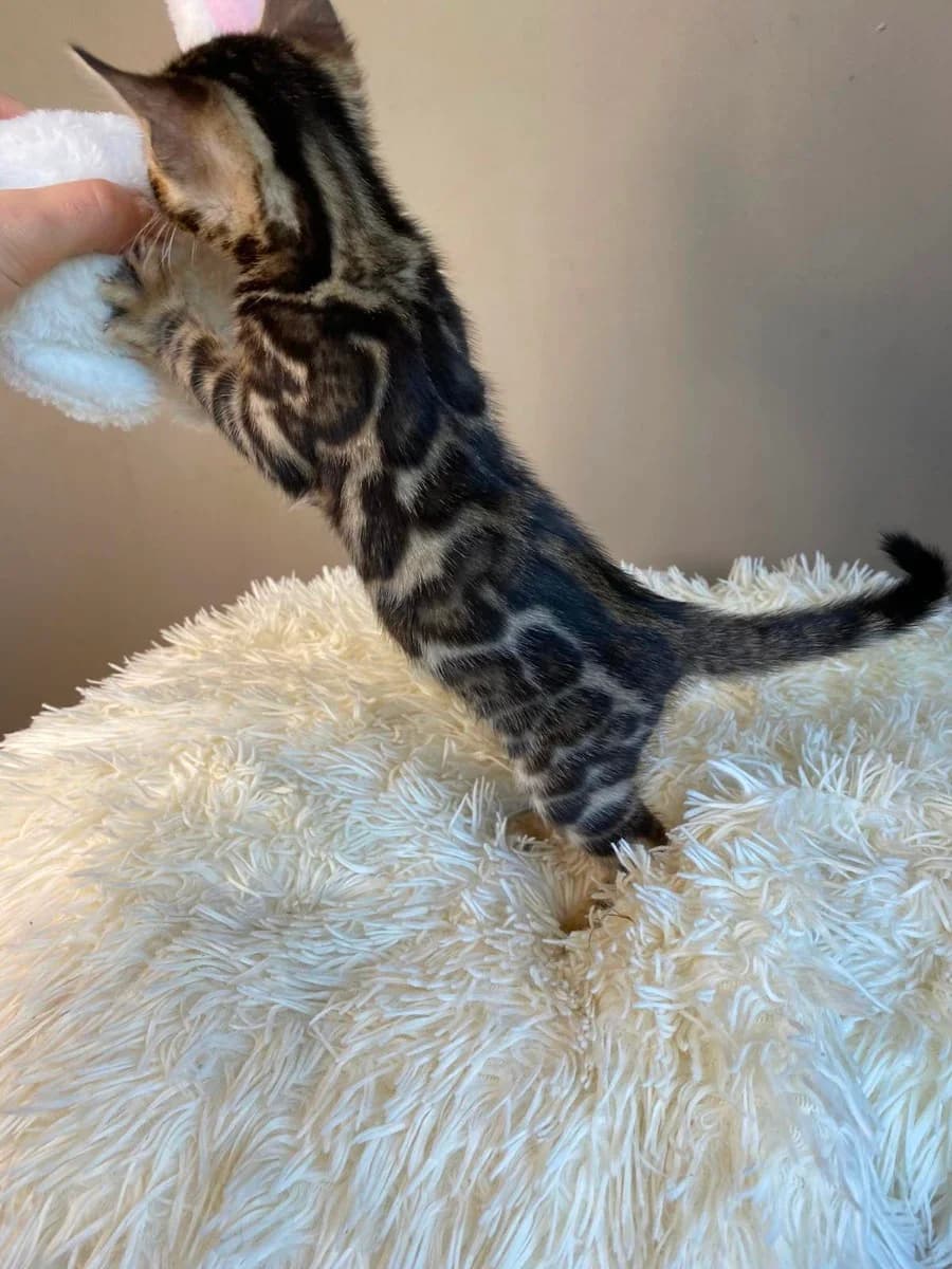 Bengalskie kotyata (Бенгальские котята), Mixed Breed (Kotyata Darom)