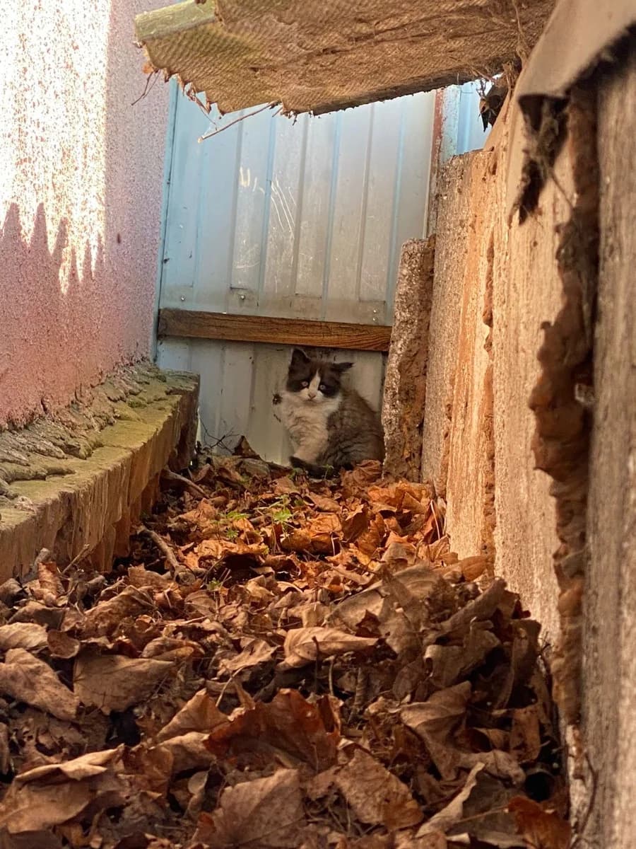 Kotёnok v dar (Котёнок в дар), Mixed Breed (Kotyata Darom)